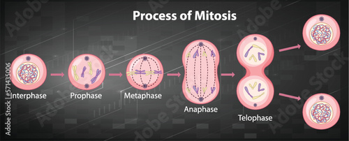 Process of mitosis phases with explanations photo
