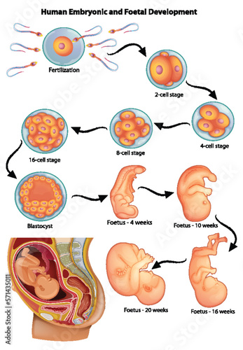 Illustration showing stages in human embryonic development