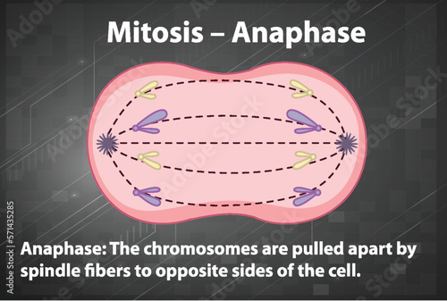 Process of mitosis anaphase with explanations
