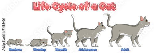 Science life cycle of cat