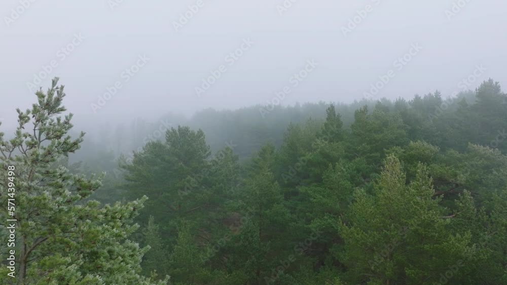 Idyllic aerial establishing view of misty dark pine tree forest on foggy day, Nordic woodland with thick mist, Baltic sea coast, flying over the treetops, wide drone shot moving forward slow Idyllic aerial establishing view of misty dark pine tree forest on foggy day, Nordic woodland with thick mist, Baltic sea coast, flying over the treetops, wide drone shot moving forward slow