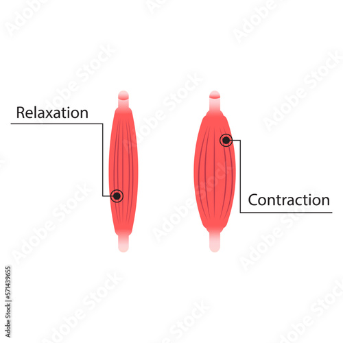 Muscle Contraction and Relaxation illustration
