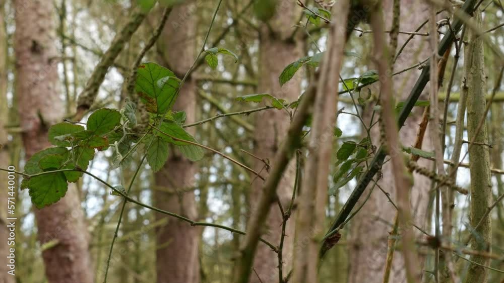 Bushes, trees and plants blowing gently in the wind in a wooded area Bushes, trees and plants blowing gently in the wind in a wooded area