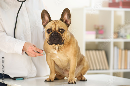 Veterinarian listening to a french bulldog with a phonendoscope. Pet care