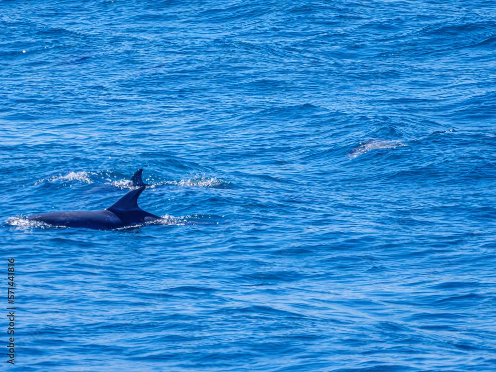 Fototapeta premium Two Fins