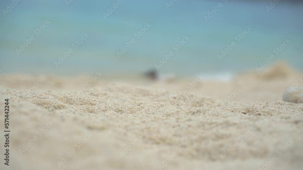 Hermit crab is crawl on sand near seashore in marine environments Hermit crab is crawl on sand near seashore in marine environments