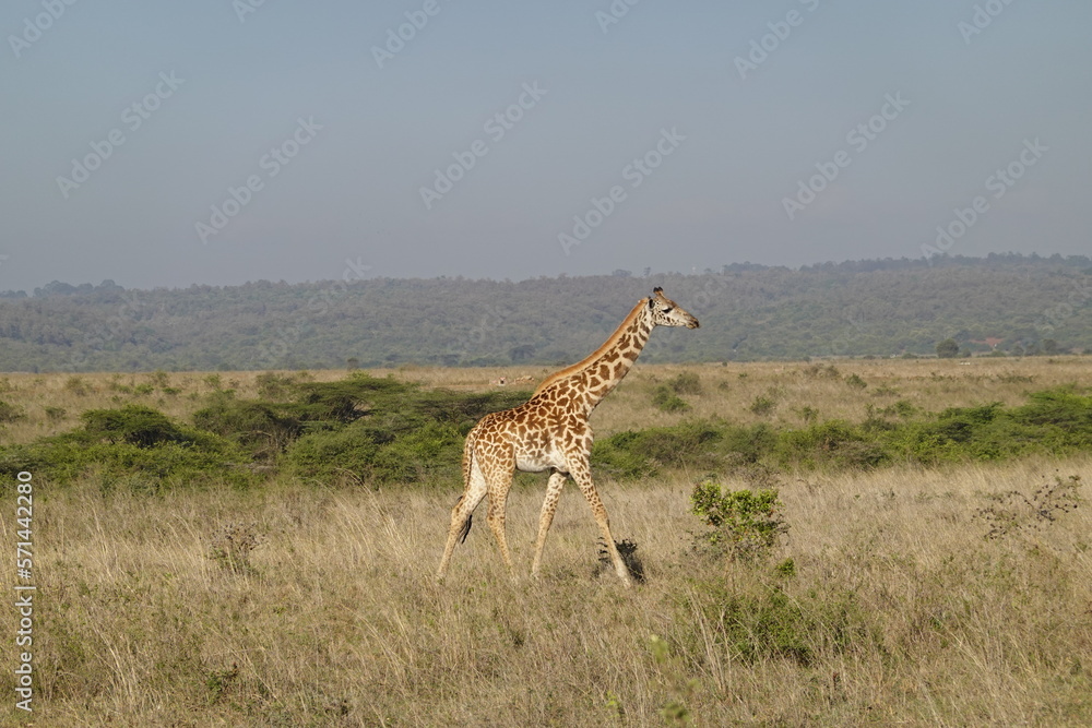 Fototapeta premium Kenya - Nairobi National Park - Giraffe