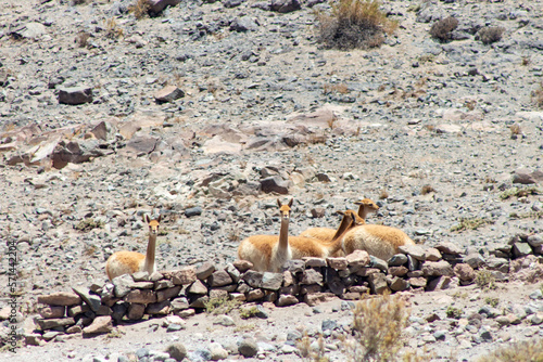 vicuña troop in the Loa foothills © cristian