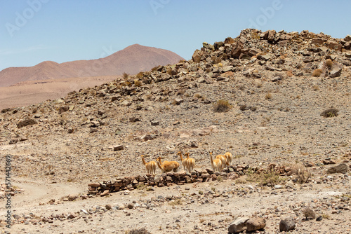 vicuña troop in the Loa foothills