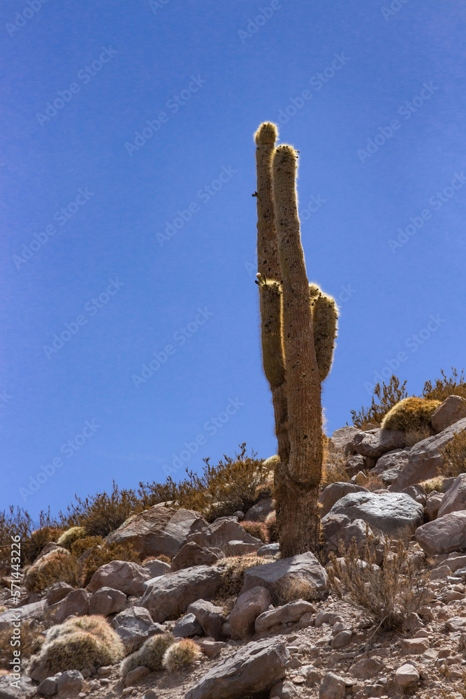 columnar cactus in the foreground in the foothills of Loa columnar cactus in the foreground in the foothills of Loa