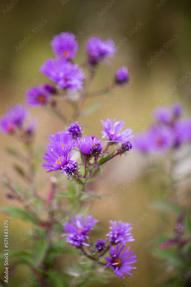 Bright Purple Iron Weed Wildflowers growing in New York