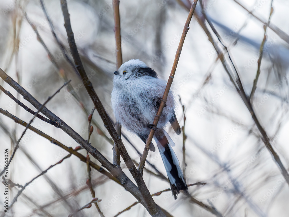 European long-tailed tit, latin name Aegithalos caudatus. A bird sitting on a branch in a deciduous forest. European long-tailed tit, latin name Aegithalos caudatus. A bird sitting on a branch in a deciduous forest.
