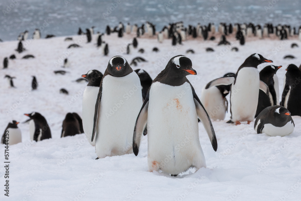 Fototapeta premium Gentoo penguin colony in Antarctica on the beach near water resting and walking