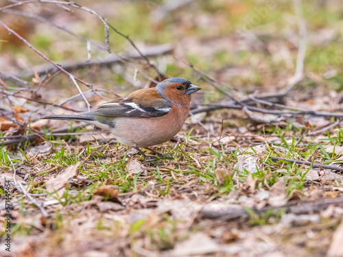 Common chaffinch, Fringilla coelebs, sits on a green lawn in spring. Common chaffinch in wildlife. © Dmitrii Potashkin