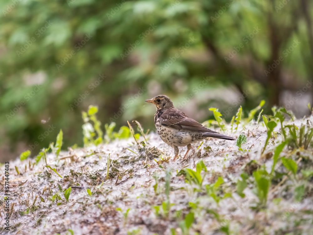 Wood bird Fieldfare, Turdus pilaris, on a sprng lawn. Wood bird Fieldfare, Turdus pilaris, on a sprng lawn.