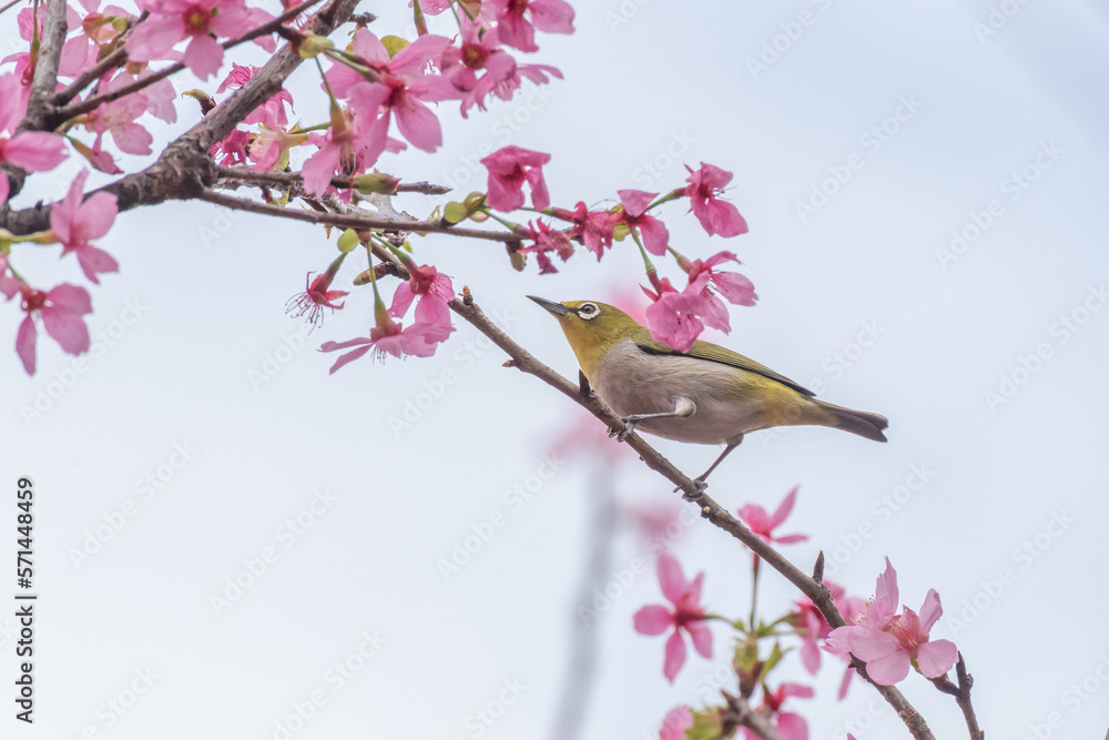 Bird warbling white-eye and sakura flower in springtime season Bird warbling white-eye and sakura flower in springtime season