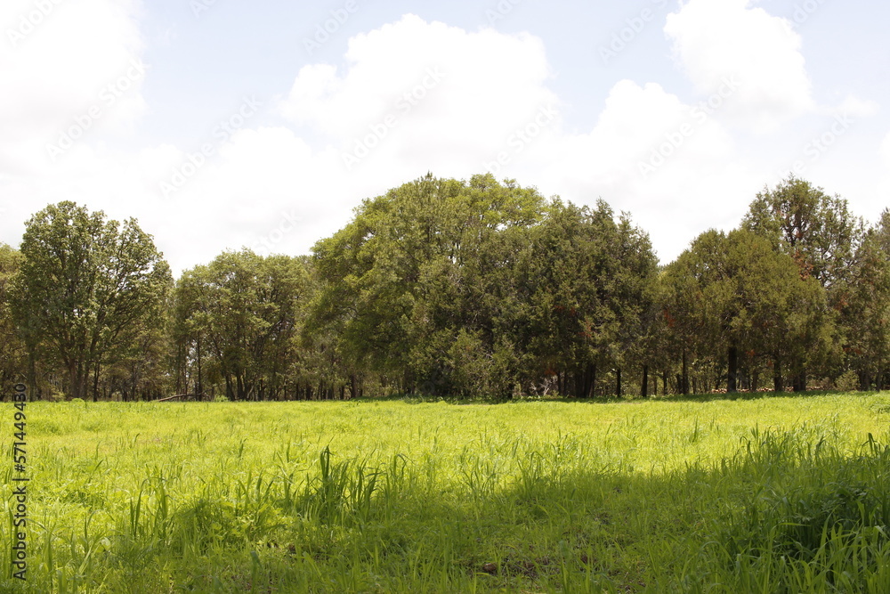 Fototapeta premium Treetops in summer autumn