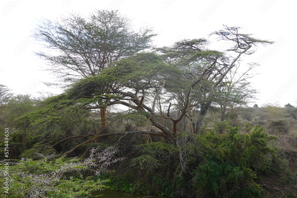 Kenya - Nairobi National Park - Trees along a river