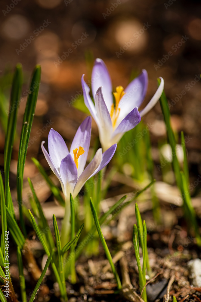 crocus flowers in the garden crocus flowers in the garden