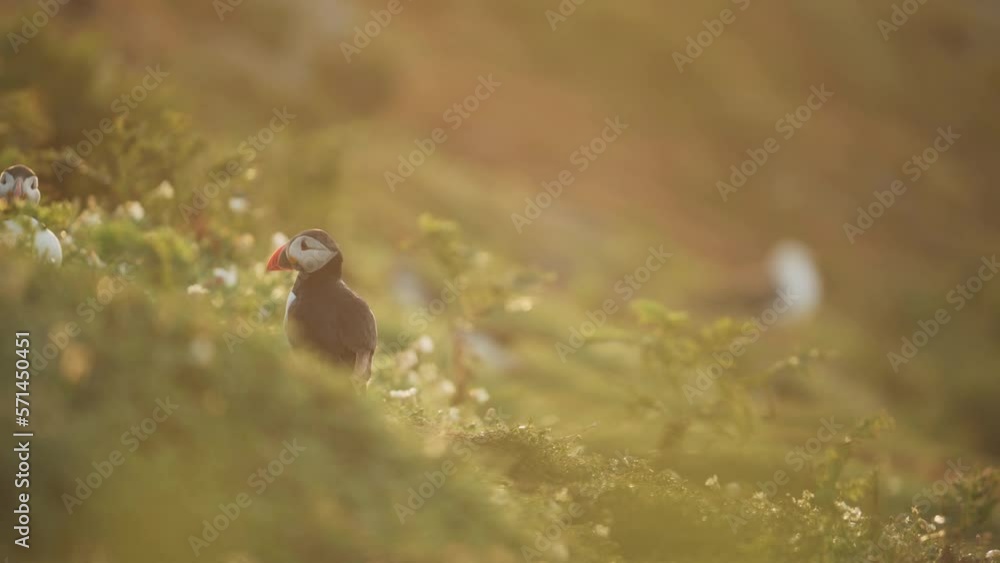 Puffin Sitting in Golden Hour Sunlight at Coastal Cliffedge Looking at Calm Atlantic Ocean Waves, Colourful Birdlife in Dramatic Scenery in Pembrokeshire Coast National Park, Skomer Island, Wales, UK Puffin Sitting in Golden Hour Sunlight at Coastal Cliffedge Looking at Calm Atlantic Ocean Waves, Colourful Birdlife in Dramatic Scenery in Pembrokeshire Coast National Park, Skomer Island, Wales, UK