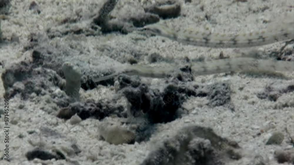 Spotted whistle fish on underwater coral reef in Red Sea. Spotted