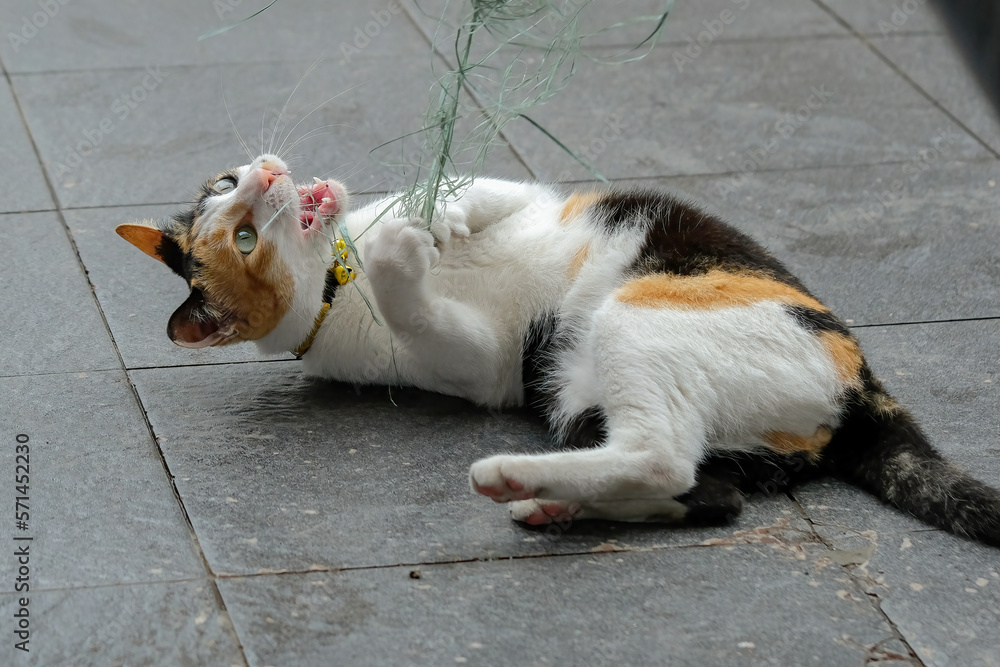 Fototapeta premium domestik cat