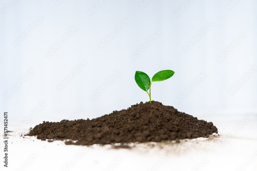 small plant grow from soil isolated small plant grow from soil isolated
