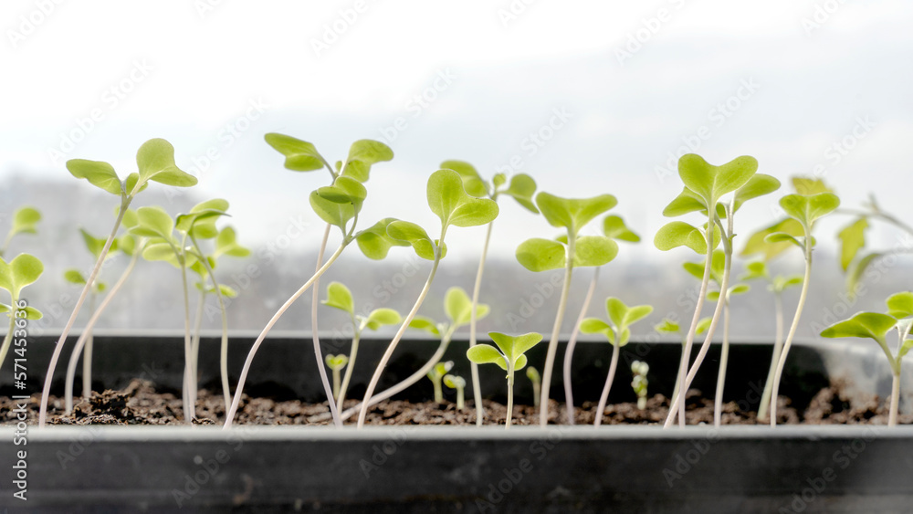 Melon seedlings in a tray, Sprouted seedlings are planted on black tray in the greenhouse. Melon seedlings in a tray, Sprouted seedlings are planted on black tray in the greenhouse.