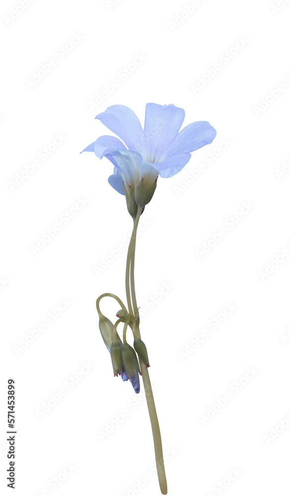 Purple shamrock or Love plant or Oxalis flowers. Closeuo small blue-purple flower bouquet isolated on transparent . The side of exotic flowers.