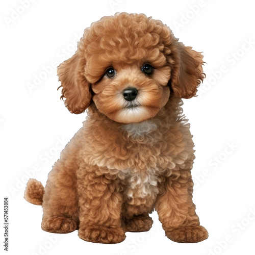 Animal Toy Poodle dog Design Elements Isolated Transparent Background: Graphic Masterpiece, Clear Alpha Channel for Overlays Web Design, Digital Art, PNG Image Format (generative AI © Christine