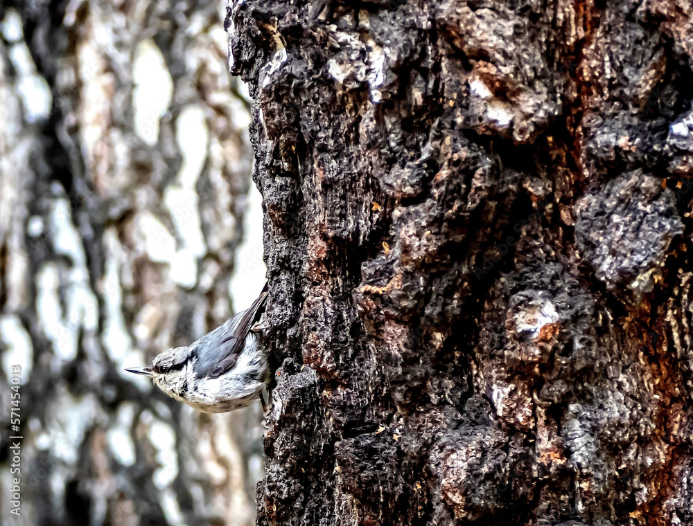 small gray forest bird on the trunk of a birch tree small gray forest bird on the trunk of a birch tree