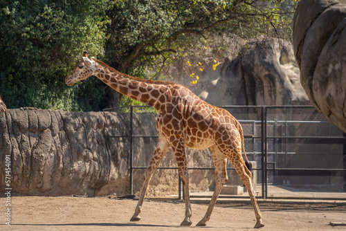 Beautiful giraffe in the zoo of the capital of Mexico.