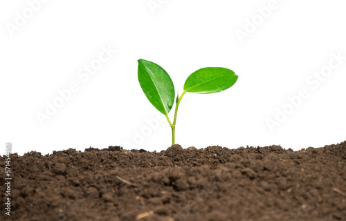 young plant in soil isolated