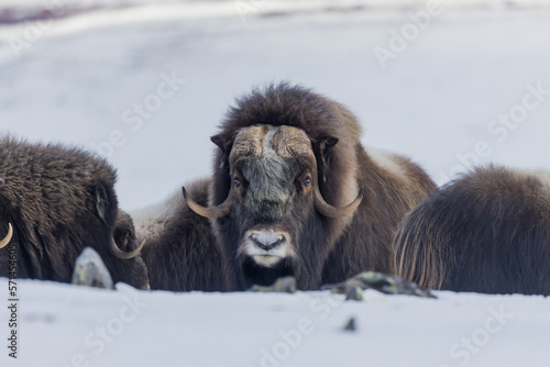 Φωτογραφία Muskox standoff