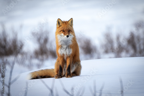 Obraz na plátně Red Fox sitting