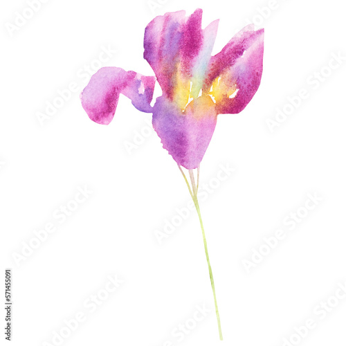 purple iris flower isolated