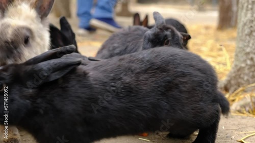 black rabbits on the farm, domestic rabbits of black color.