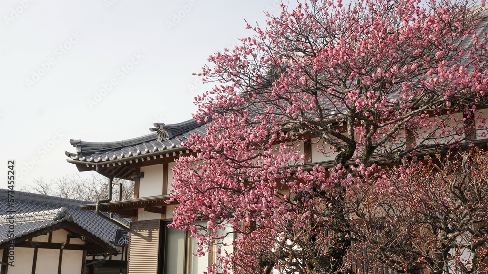 延命院勝楽寺の風景2023紅梅と境内【香川県三豊市豊中町】3