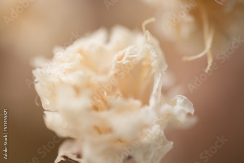 Dry flowers interior decoration art macro photography photo