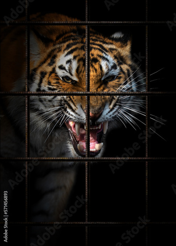 Tiger in iron cage. Animal rights concept
