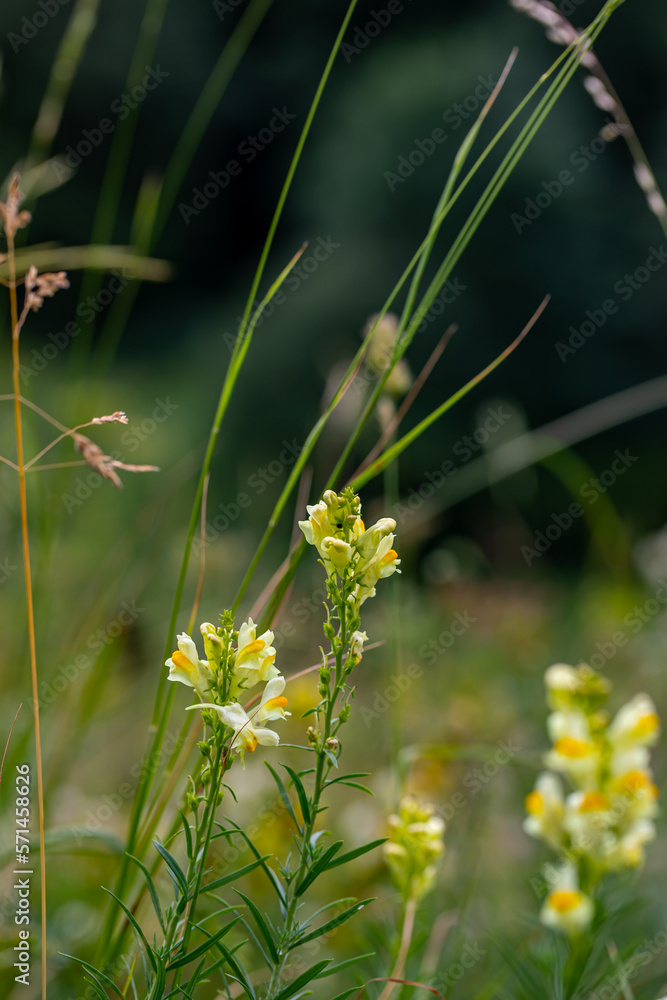 Linaria vulgaris flower growing in mountains	