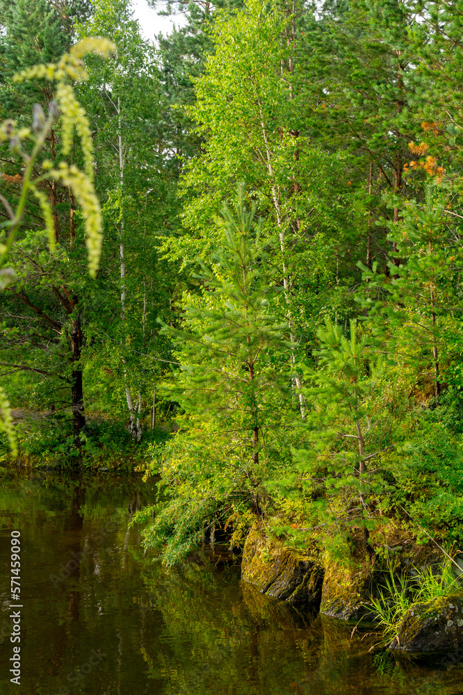 Fototapeta premium Summer landscape. Trees on the shore of a forest lake.