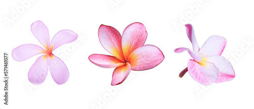 Plumeria or Frangipani or Temple tree flower. Collection of yellow-pink plumeria flowers bouquet isolated on white background. 
