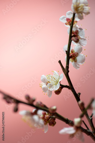 梅の花