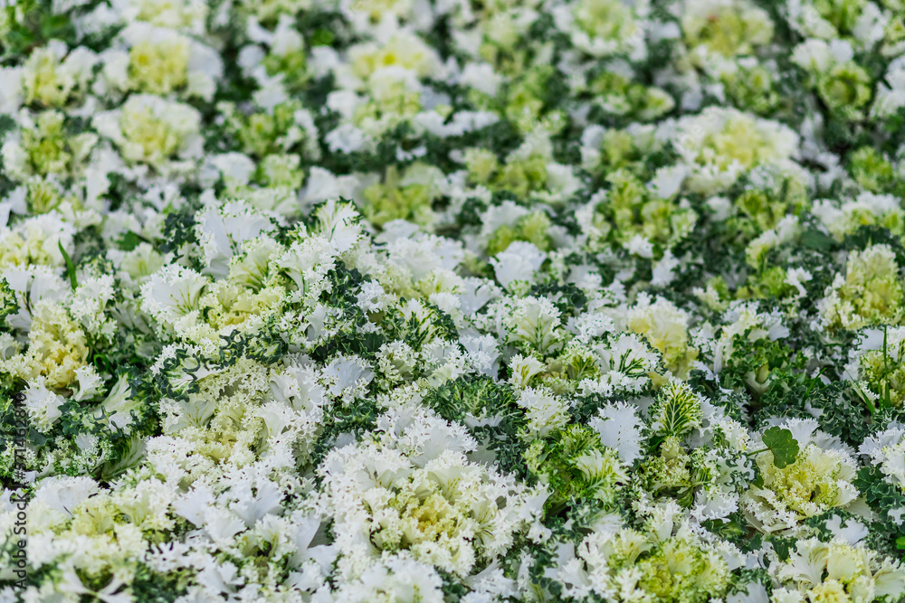 Close-up of flowers like cauliflower in a flower bed Close-up of flowers like cauliflower in a flower bed
