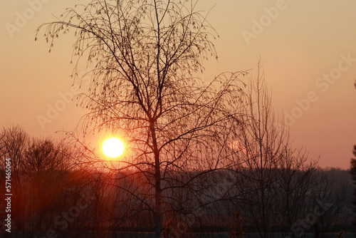 A beautiful sunrise in winter when the trees are leafless.