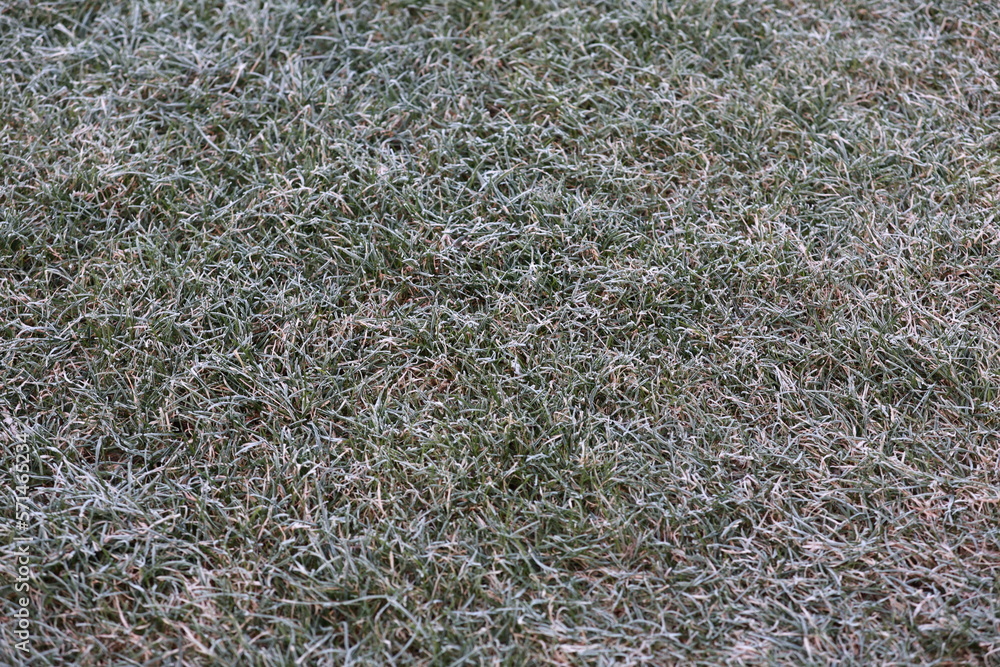 Frozen winter in the winter garden. Frost on the lawn. Frozen winter in the winter garden. Frost on the lawn.