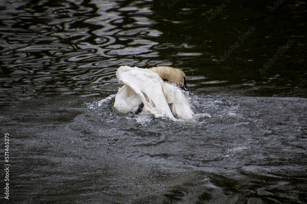 custom made wallpaper toronto digitalA trumpeter swan swimming in a rive