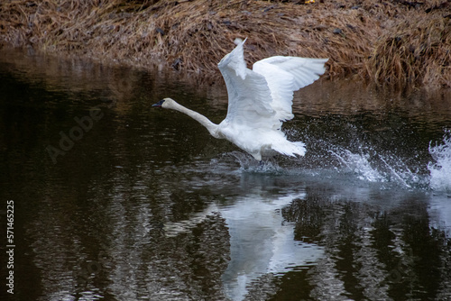 A trumpeter swan taking off photo