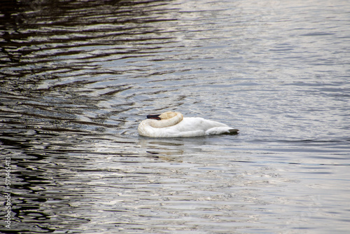 Wallpaper Mural A trumpeter swan swimming in a rive Torontodigital.ca